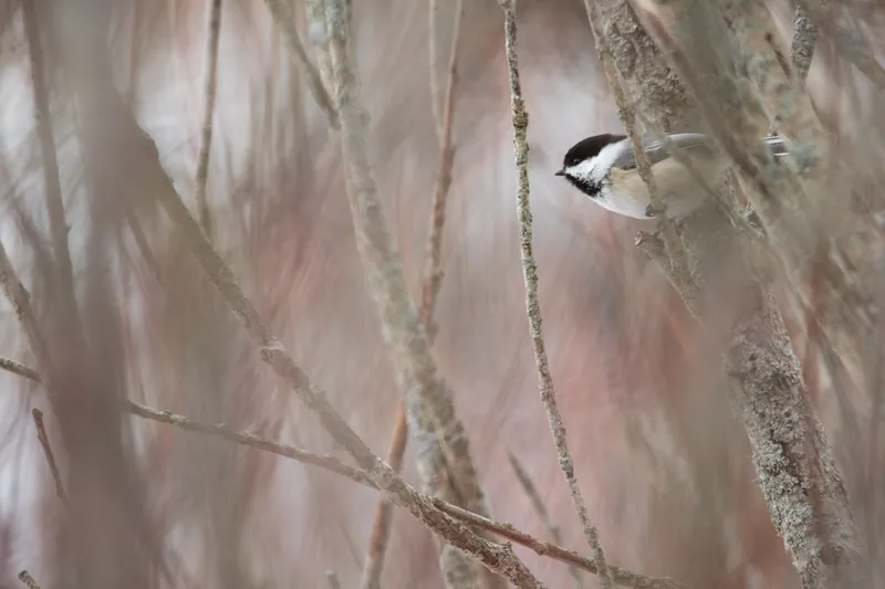 Chickadee, dogwood, Ulao Creek, Wisconsin. 2019.